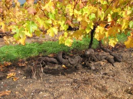 1860s vines at Kalimna