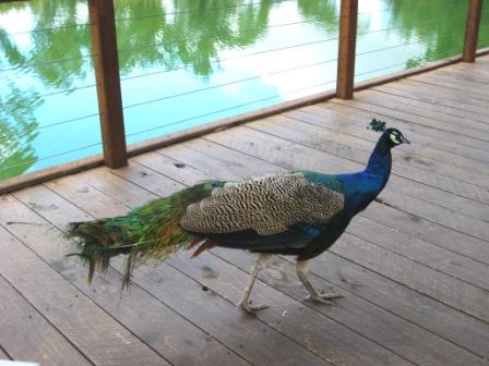 Maggie Beer's Peacock