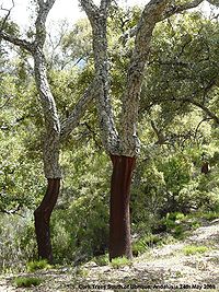 cork oak